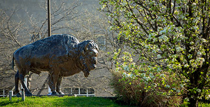 Bronze Bison on North Campus.