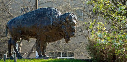 The bronze buffalo on UB's North campus.